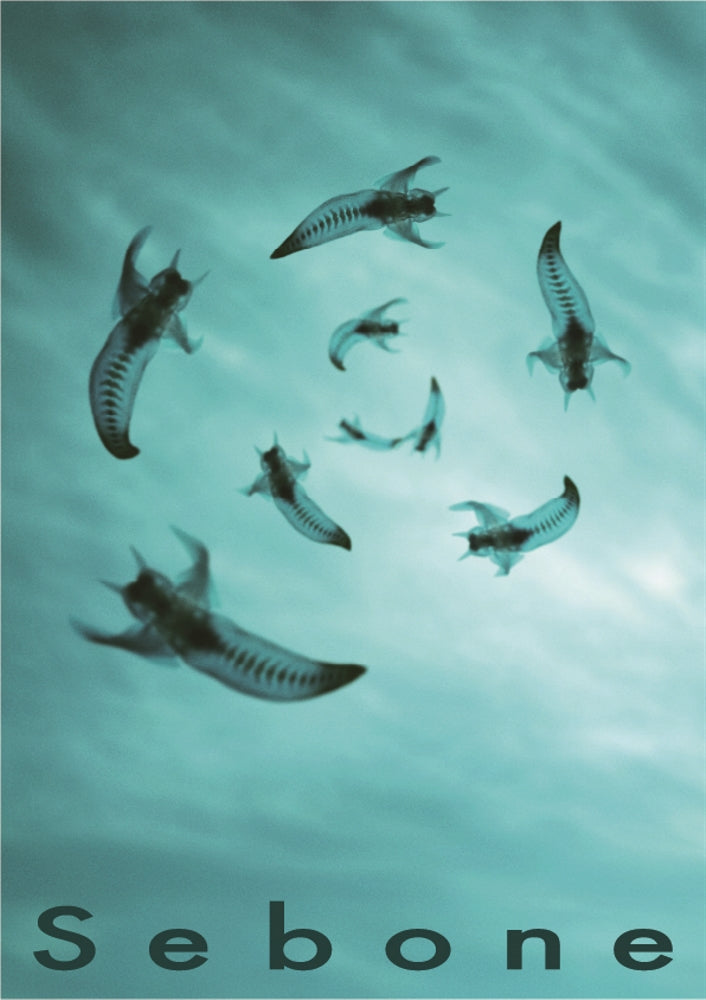 [Полное ограниченное издание] tota «Sebone -Sekizuiban + Sekitsuiban-» (2CD+DVD+Футболка)